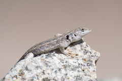 Liolaemus atacamensis