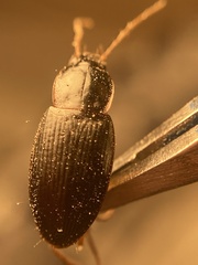 Calathus opaculus