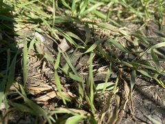 Celastrina asheri