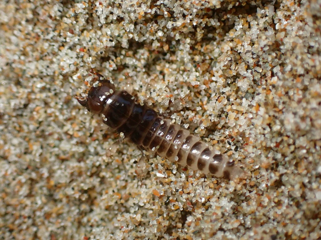 Pictured Rove Beetle