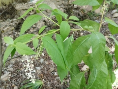 Phytolacca americana