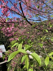 Prunus