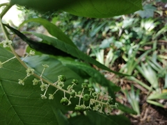 Phytolacca americana