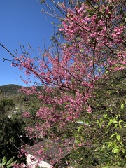 Prunus