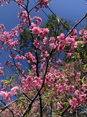 Prunus