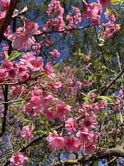 Prunus