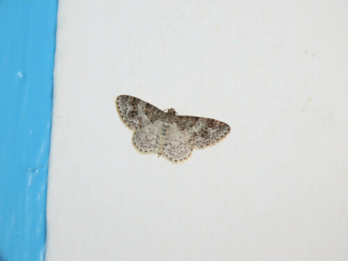 Unadorned Carpet Moth photo 3