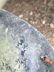 Pseudomethoca vanduzei