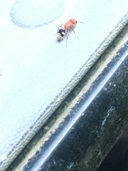 Pseudomethoca vanduzei