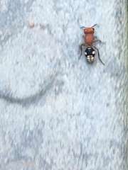 Pseudomethoca vanduzei