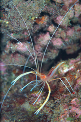 Stenopus pyrsonotus