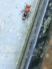 Pseudomethoca vanduzei