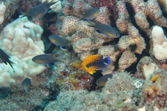 Pycnochromis vanderbilti