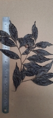 Orophea thomsonii
