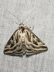 Loxostege aeruginalis