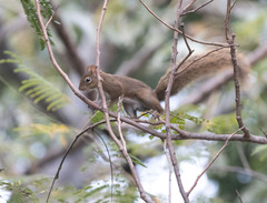 Sciurus ignitus