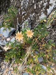 Diplacus grandiflorus