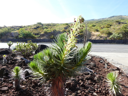 Argyroxiphium sandwicense × Dubautia menziesii