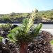Argyroxiphium sandwicense × Dubautia menziesii - Photo (c) Lynn, some rights reserved (CC BY-NC), uploaded by Lynn
