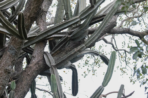 Cereus hankeanus (Cereus hankeanus)