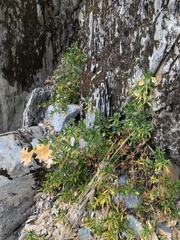 Diplacus grandiflorus