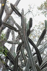 Cereus hankeanus