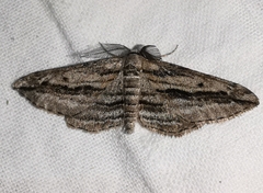 Ecleora solieraria