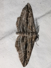 Ecleora solieraria