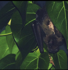 Artibeus jamaicensis