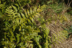 Asplenium lyallii