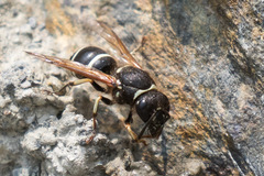 Ancistrocerus waldenii