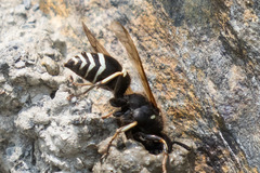 Ancistrocerus waldenii