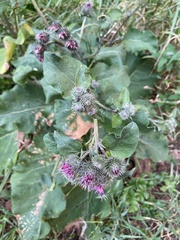 Arctium tomentosum