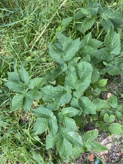 Aegopodium podagraria