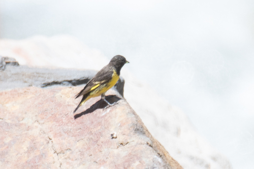 Yellow-rumped Siskin (Spinus uropygialis), photo 9