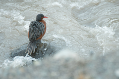 Merganetta armata armata