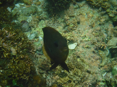 Stegastes rectifraenum