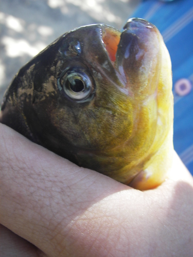 Pygocentrus nattereri