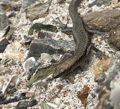 Cryptoblepharus litoralis