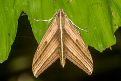Elibia dolichus