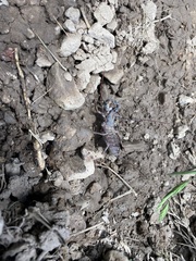 Mastigoproctus tohono