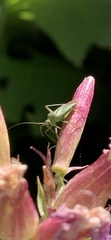 Calocoris affinis