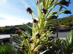 Argyroxiphium × Dubautia