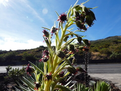 Argyroxiphium × Dubautia