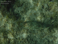 Sphoeroides lobatus