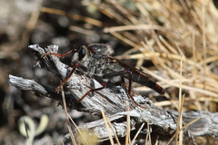 Stenopogon rufibarbis