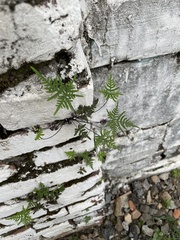 Aleuritopteris argentea