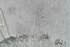 Ascozonus woolhopensis