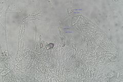 Ascozonus woolhopensis
