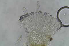 Ascozonus woolhopensis
